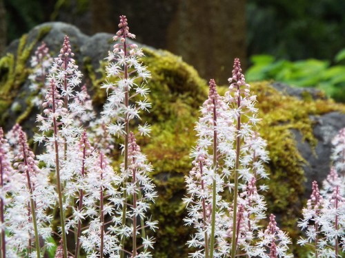 Delicate white flowers with pink tips grow among moss-covered rocks in a lush, green setting.