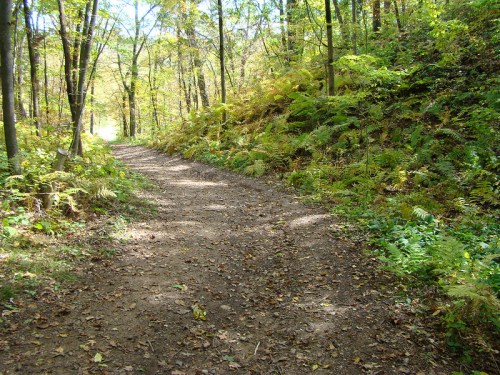 A dirt path winding through a lush, green forest with ferns and trees lining the sides.