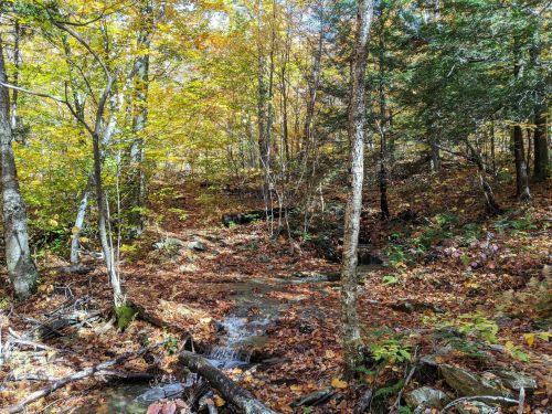 A serene forest scene with a small stream, surrounded by colorful autumn leaves and trees.