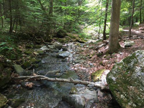 A serene forest scene featuring a small stream flowing over rocks, surrounded by lush greenery and trees.
