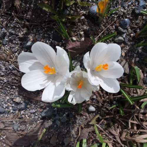 Three white crocus flowers with orange stamens, surrounded by green grass and gravel.