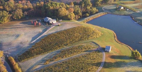 Aerial view of a vineyard near a pond, surrounded by trees and a farmhouse in a serene rural landscape.