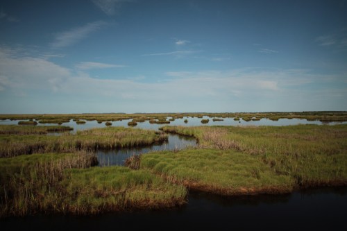 A serene wetland landscape with lush green grasses and calm water under a clear blue sky.