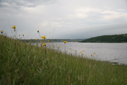 A serene landscape featuring yellow flowers on a grassy hill overlooking a calm river under a cloudy sky.