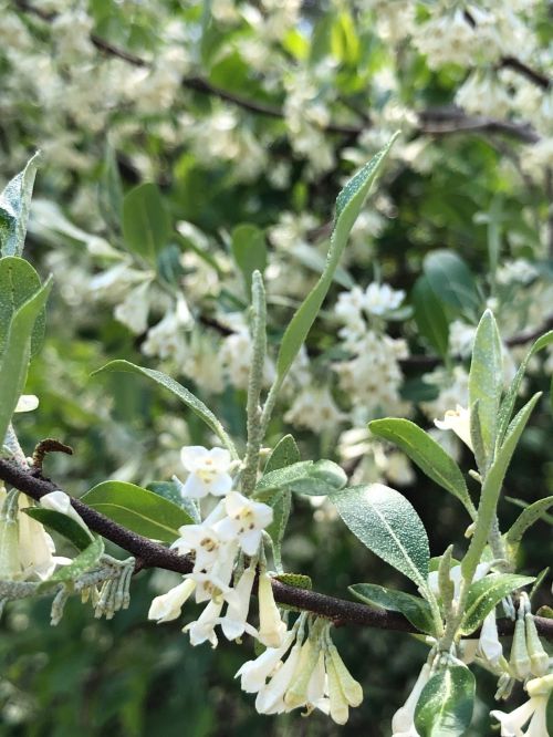 Close-up of delicate white flowers and green leaves on a branch, surrounded by blurred greenery.