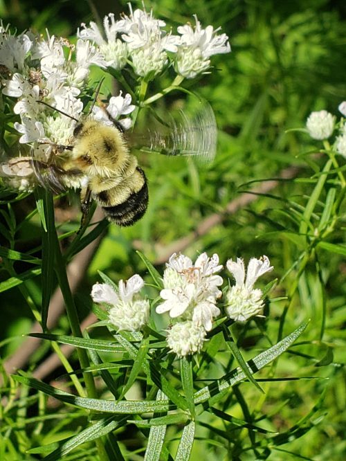 A close-up of a bee hovering over small white flowers in a green, leafy environment.