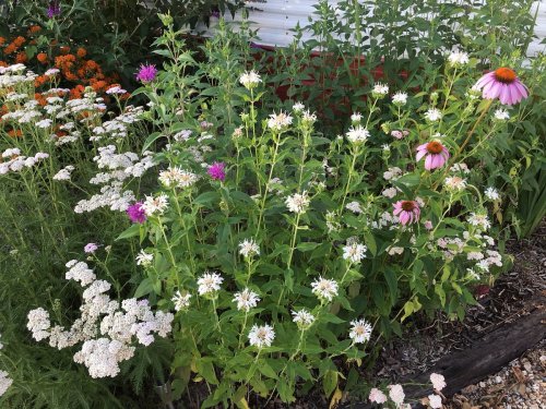 A vibrant garden filled with various flowers, including white, purple, and pink blooms, surrounded by lush green foliage.