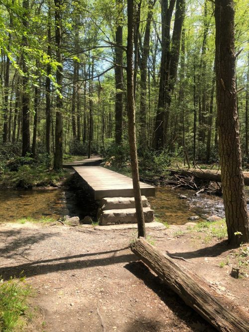 A wooden bridge crosses a clear stream in a lush green forest, surrounded by tall trees and sunlight filtering through leaves.