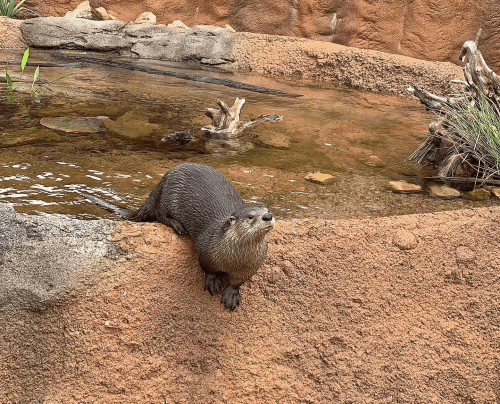 An otter perched on a rocky ledge near a pond, looking curiously at its surroundings.