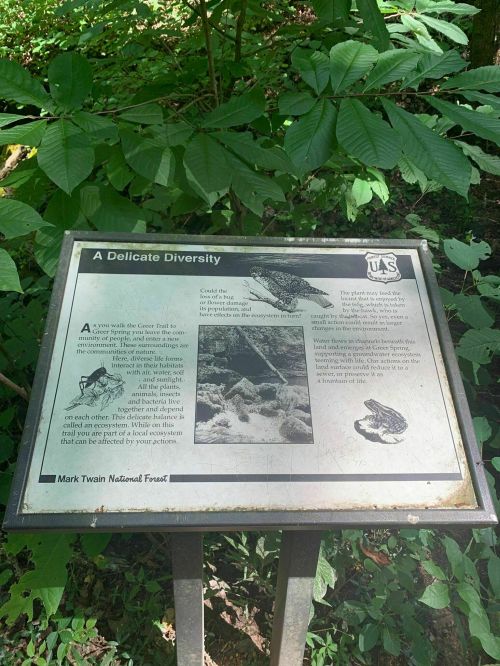 Sign titled "A Delicate Diversity" in a forest, discussing local wildlife and ecosystem interconnections. Mark Twain National Forest.