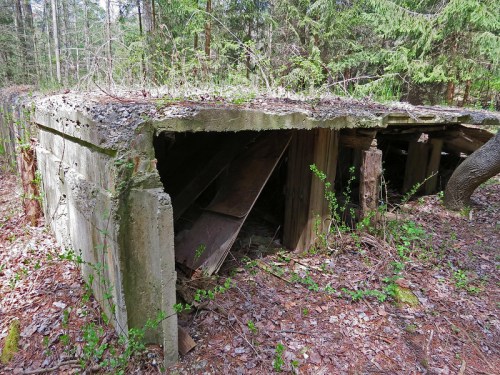 An abandoned concrete structure partially covered in vegetation, surrounded by trees and forest floor debris.