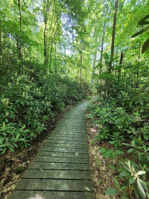 A winding wooden path through a lush green forest, surrounded by dense foliage and sunlight filtering through the trees.