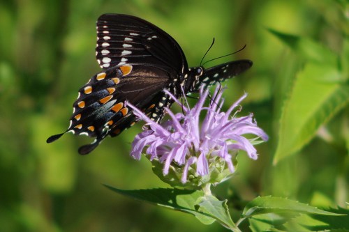 A black butterfly with orange and white spots perched on a light purple flower against a green background.