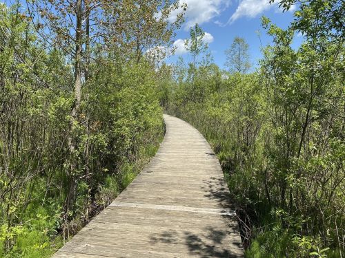 A winding wooden boardwalk through lush greenery under a blue sky with scattered clouds.