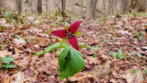 A red trillium flower blooms among fallen leaves in a forest setting.