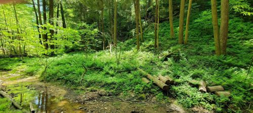 Lush green forest with ferns, trees, and a small stream running through the undergrowth. Sunlight filters through the leaves.