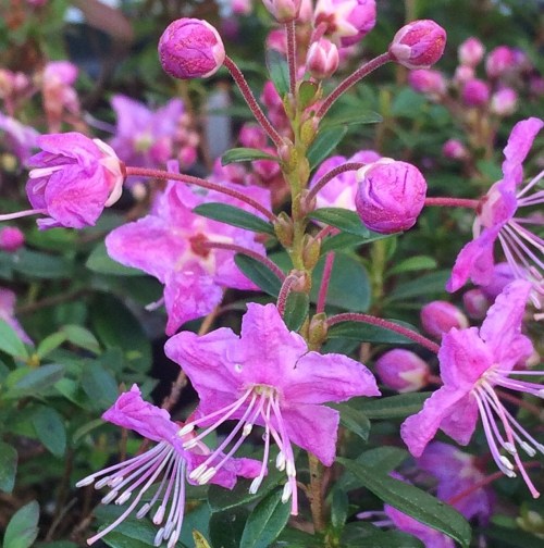 Close-up of pink flowers with buds, surrounded by green leaves, creating a vibrant floral display.