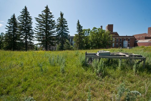 A grassy field with tall trees and a dilapidated building in the background under a clear blue sky.