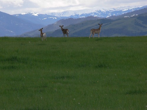Three deer stand on a lush green field with snow-capped mountains in the background under a cloudy sky.