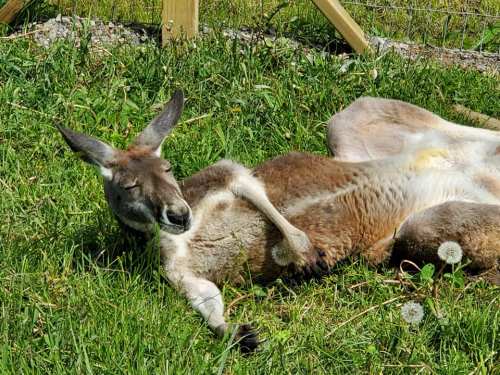 A kangaroo lies on its side in the grass, eyes closed, enjoying a sunny day.