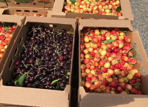 Boxes filled with fresh cherries, featuring dark purple and bright red-yellow varieties, arranged neatly.