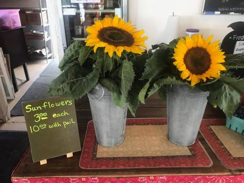 Two potted sunflowers in metal buckets on a table, with a sign displaying prices: $3 each or $10 with a pail.