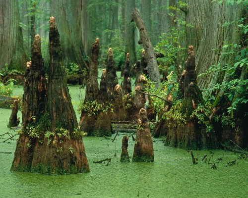 Cypress knees rise from a green, swampy landscape, surrounded by dense trees and misty atmosphere.
