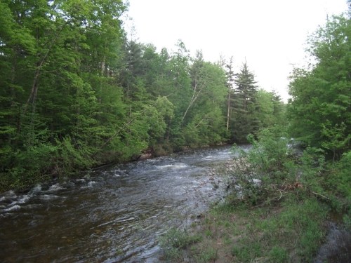 A serene river flows through a lush green forest, surrounded by trees and natural vegetation.