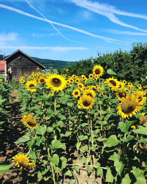 A field of vibrant sunflowers under a blue sky, with a rustic wooden barn in the background.