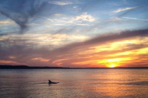 A dolphin swims in calm waters at sunset, with vibrant clouds and colors in the sky reflecting on the surface.