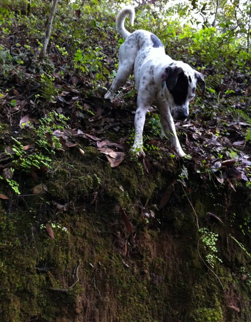 A spotted dog carefully navigates a steep, leafy slope in a wooded area.