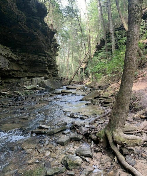 A serene forest scene with a flowing stream, rocky banks, and tall trees lining the path.