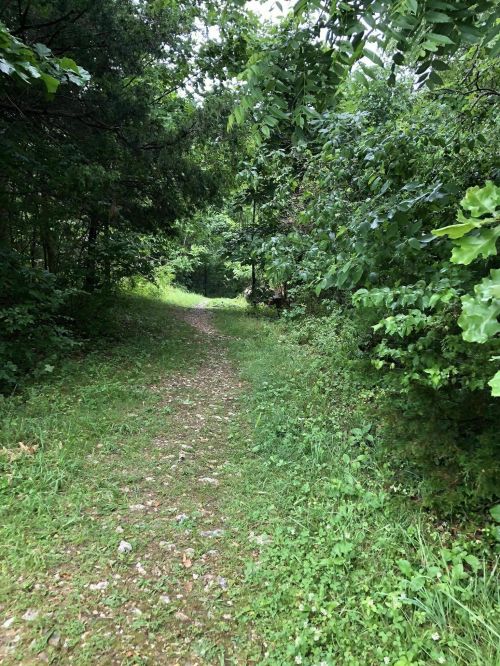 A narrow, grassy path winding through lush green trees and foliage in a serene forest setting.