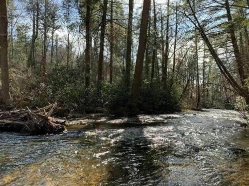 A serene river flows through a forest, surrounded by tall trees and lush greenery under a partly cloudy sky.