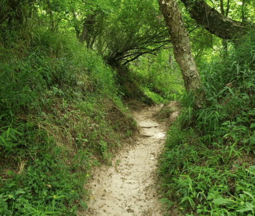 A narrow, winding dirt path surrounded by lush green foliage and trees in a serene forest setting.