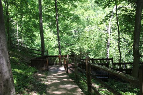 A winding path through a lush green forest, bordered by wooden railings and surrounded by dense trees.