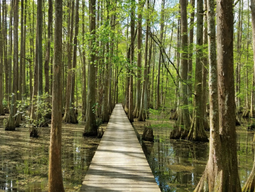 A wooden boardwalk stretches through a lush green swamp, surrounded by tall trees and still water.