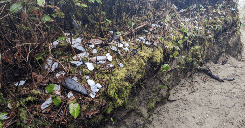 A mossy bank with scattered seashells and small plants along a sandy beach.
