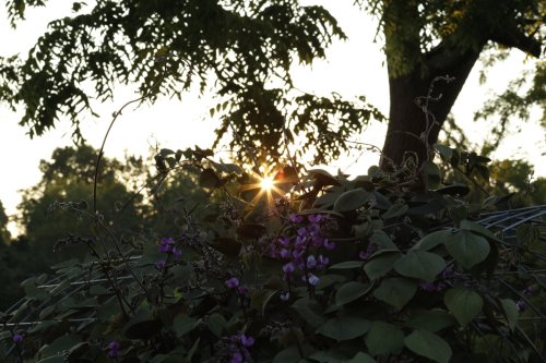Sunlight filters through leaves and flowers, creating a warm glow in a serene natural setting.