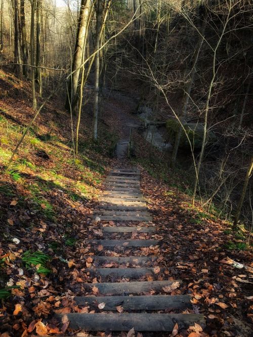 A wooden staircase descends through a forest, surrounded by fallen leaves and bare trees in soft sunlight.