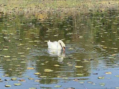 A white swan gracefully swims in a pond surrounded by lily pads and reflections of trees.