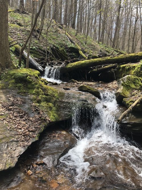 A serene forest scene featuring a small waterfall cascading over moss-covered rocks, surrounded by trees and greenery.