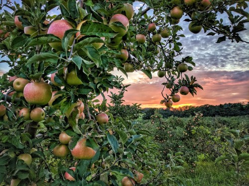 A close-up of apple trees with ripe and unripe apples, set against a colorful sunset sky.