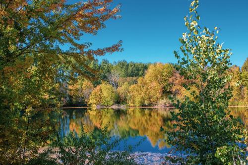 A serene lake surrounded by trees in vibrant autumn colors, reflecting the clear blue sky.