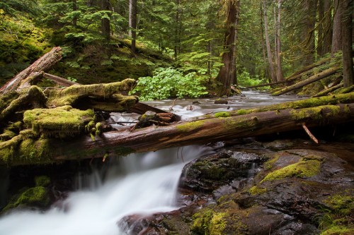 A serene forest scene with a flowing stream, moss-covered logs, and lush greenery surrounding the water.
