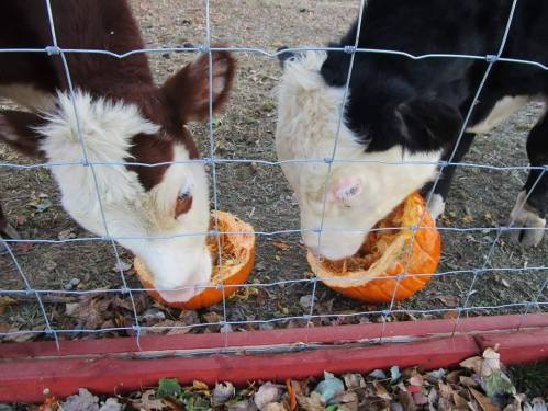 Two cows eating from hollowed-out pumpkins through a wire fence, surrounded by fallen leaves.