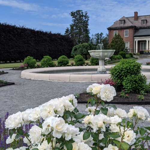 A serene garden scene featuring white roses in the foreground, a fountain, and a historic mansion in the background.