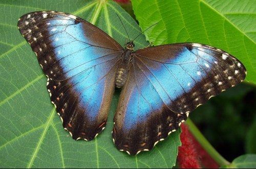 A vibrant blue butterfly resting on a green leaf, showcasing its striking wings and intricate patterns.