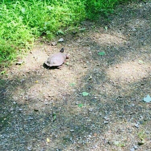 A turtle slowly crosses a gravel path surrounded by green grass and scattered leaves.