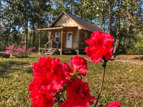 A wooden cabin surrounded by greenery, with vibrant red flowers in the foreground.